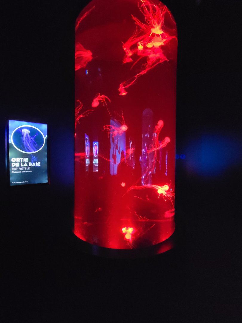 Aquarium du Quebec - Pavillon des profondeurs, Bay Nettle, Chrysaora chesapeakei