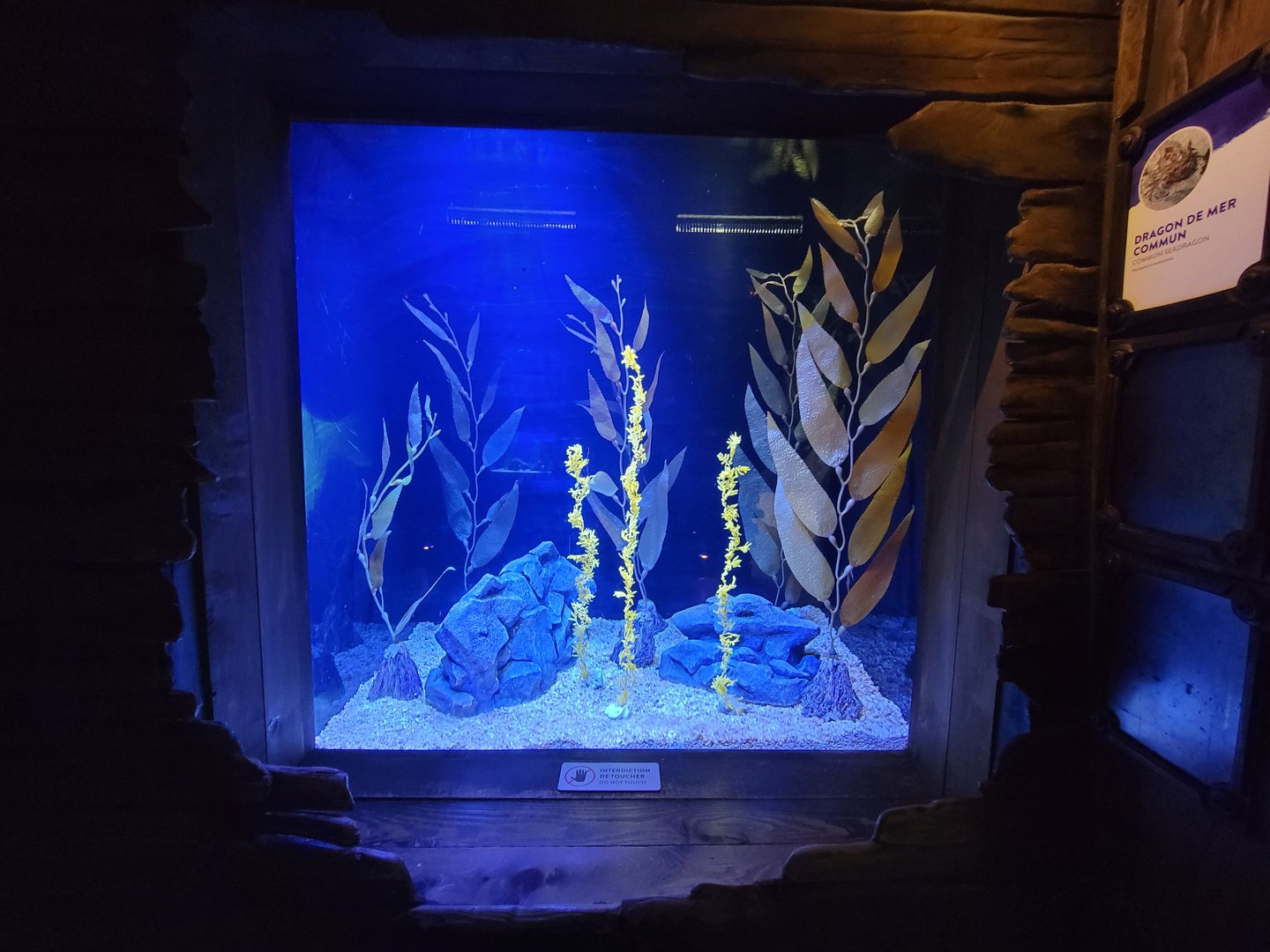 Aquarium du Quebec - Pavillon des profondeurs, Common Seadragon