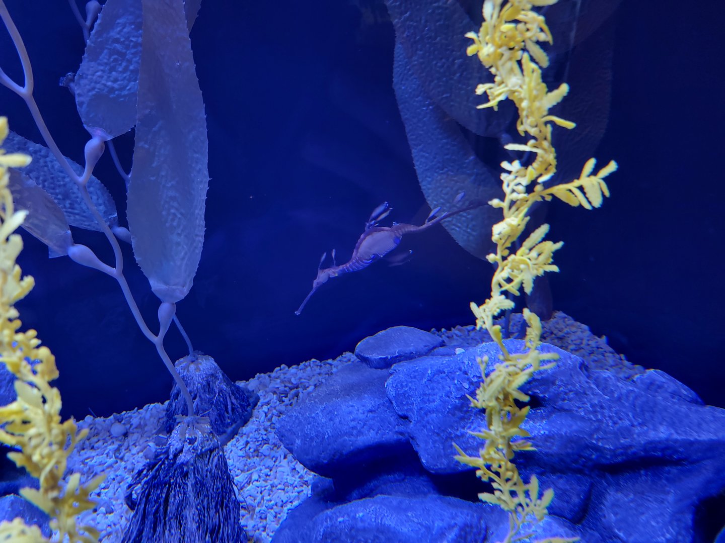 Aquarium du Quebec - Pavillon des profondeurs, Common Seadragon