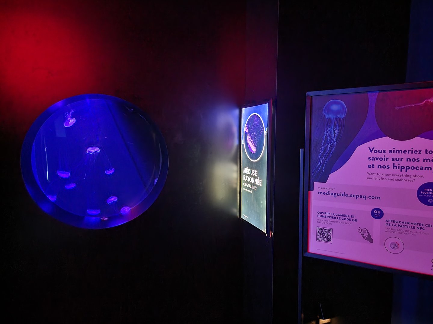 Aquarium du Quebec - Pavillon des profondeurs, Crystal Jelly, Aequorea victoria