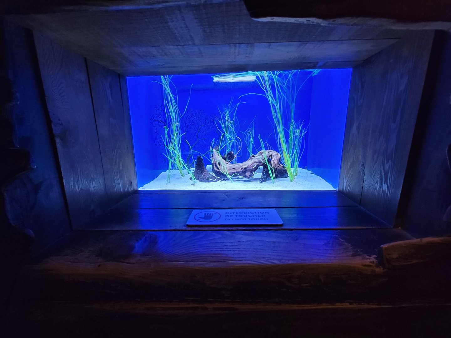 Aquarium du Quebec - Pavillon des profondeurs, Dwarf Seahorse and Broad-barred Goby