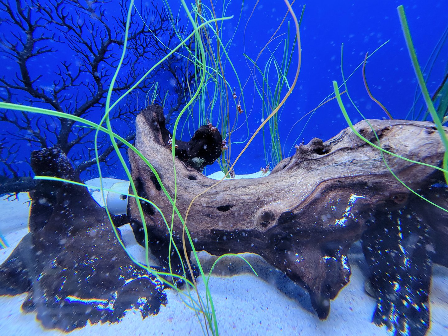 Aquarium du Quebec - Pavillon des profondeurs, Dwarf Seahorse tank