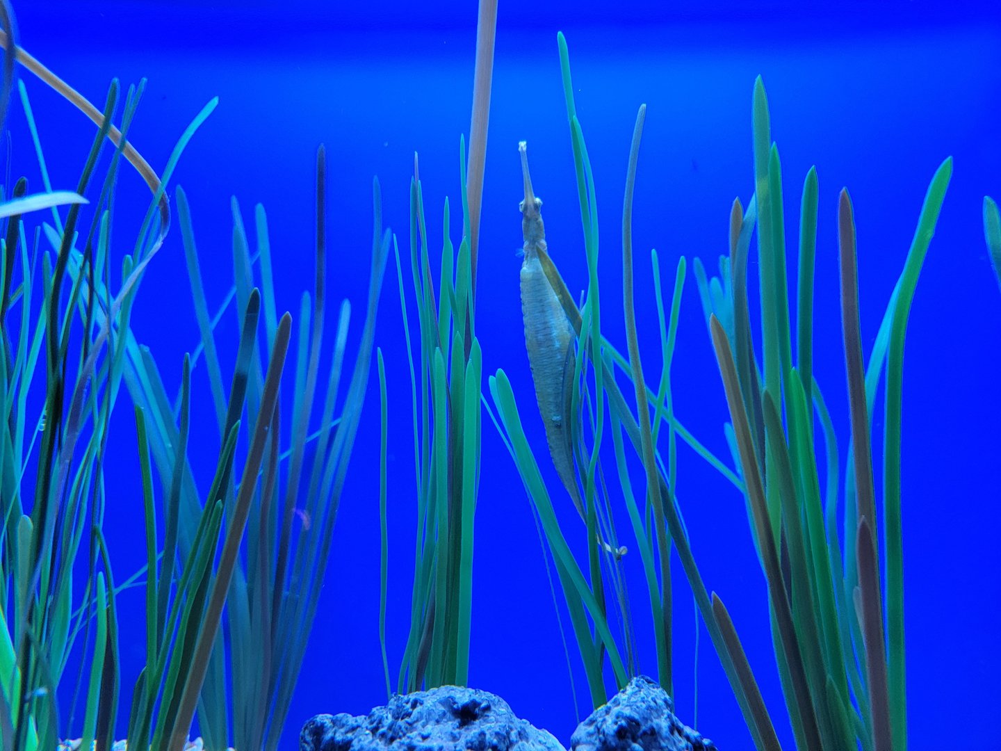 Aquarium du Quebec - Pavillon des profondeurs, Green Pipefish blending in