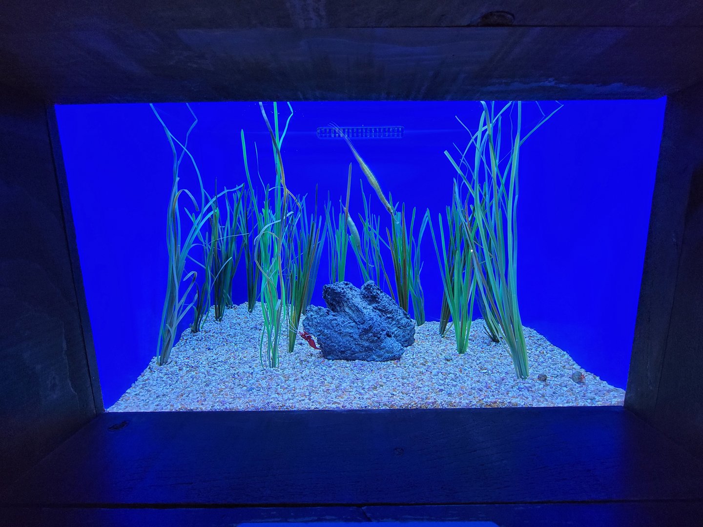 Aquarium du Quebec - Pavillon des profondeurs, Green Pipefish, Fire Shrimp, Hermit Crab