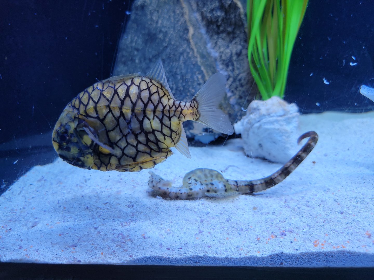 Aquarium du Quebec - Pavillon des profondeurs, Japanese Pinecone Fish and Potbelly Seahorse