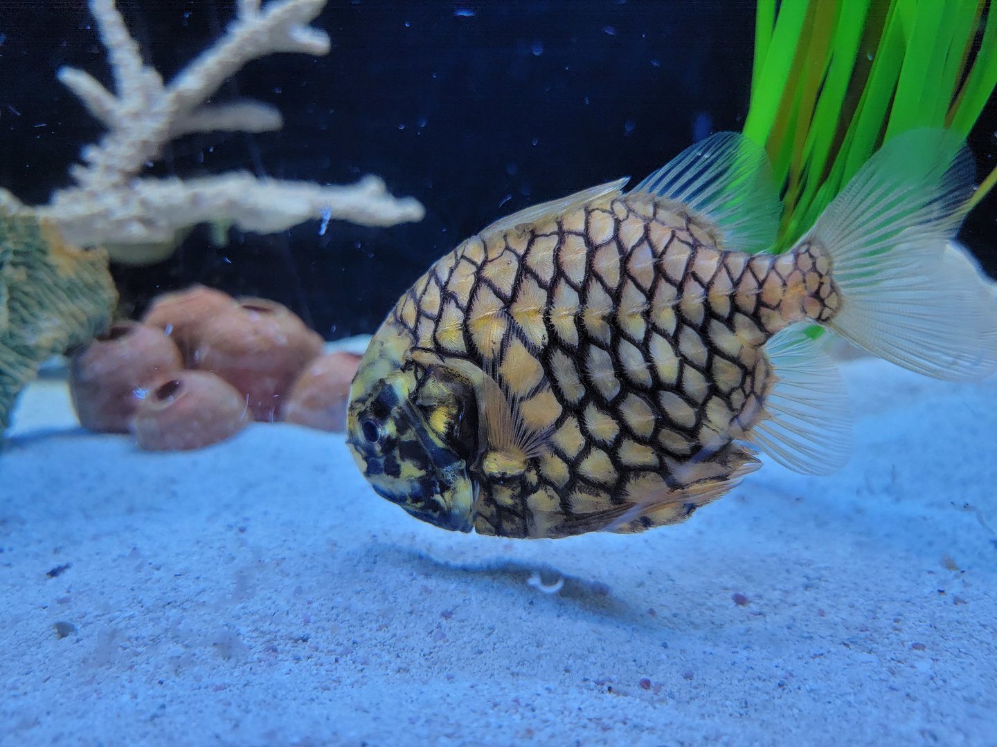 Aquarium du Quebec - Pavillon des profondeurs, Japanese Pinecone Fish
