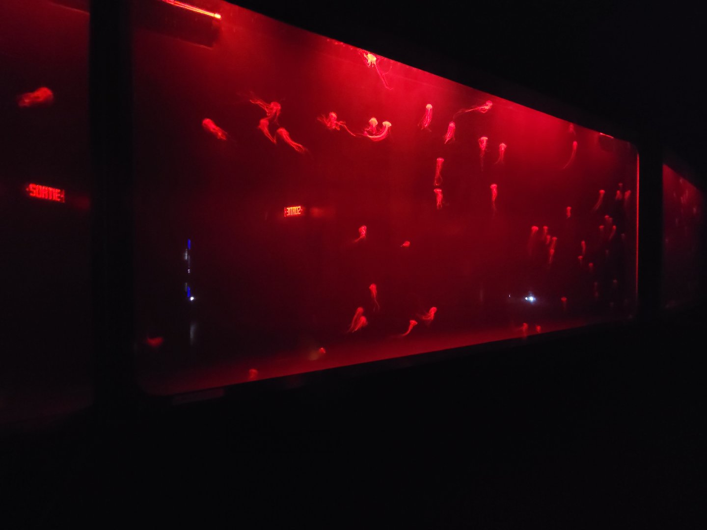 Aquarium du Quebec - Pavillon des profondeurs, Japanese Sea Nettle, Chrysaora pacifica