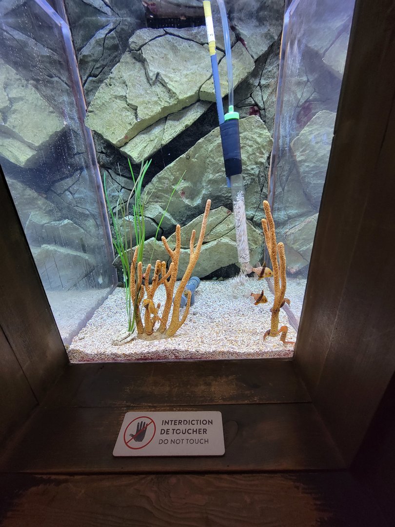 Aquarium du Quebec - Pavillon des profondeurs, Lined Seahorse and Pajama Cardinalfish