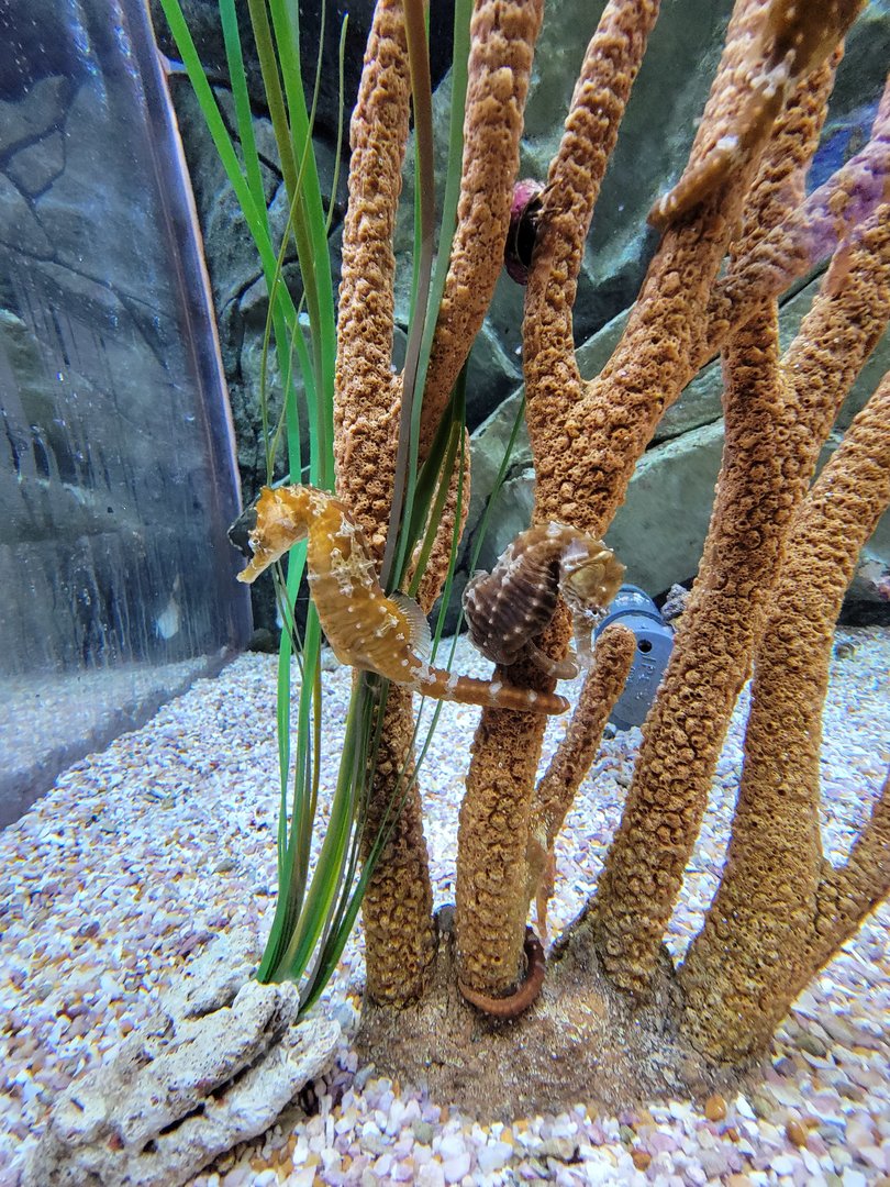 Aquarium du Quebec - Pavillon des profondeurs, Lined Seahorse and Pajama Cardinalfish