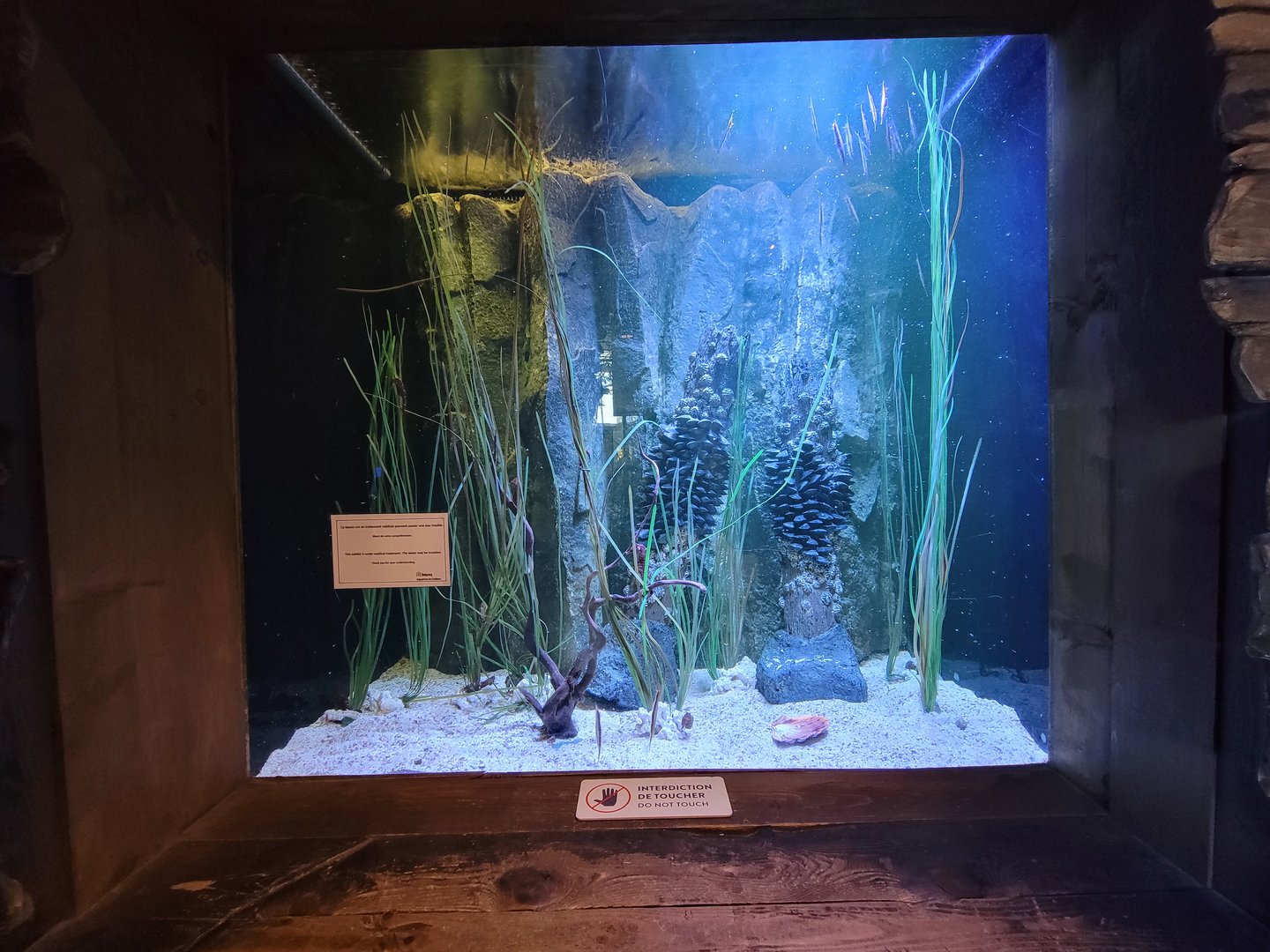 Aquarium du Quebec - Pavillon des profondeurs, Lined Seahorse, Hawaiian Cleaner Shrimp, Shrimpfish