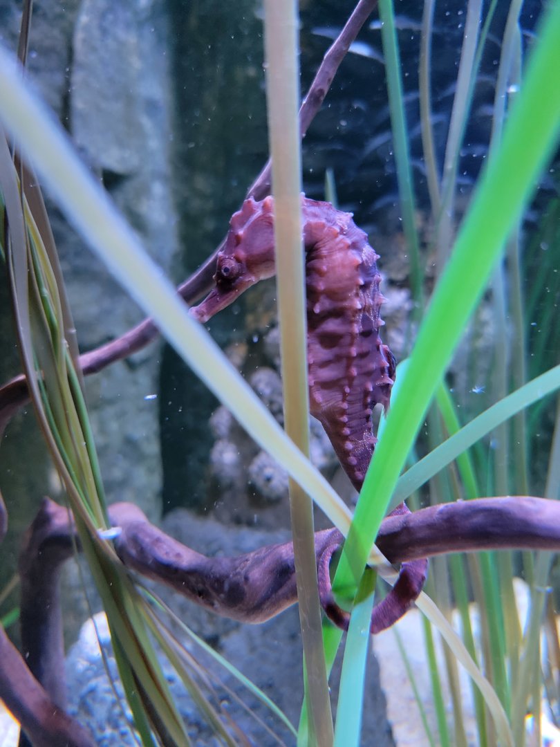 Aquarium du Quebec - Pavillon des profondeurs, Lined Seahorse