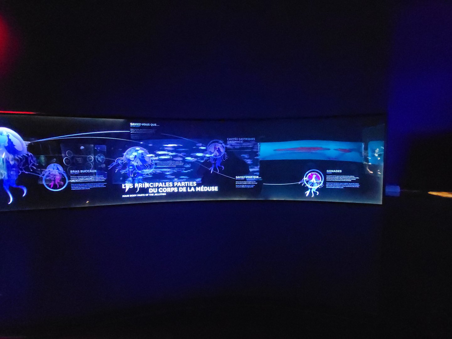 Aquarium du Quebec - Pavillon des profondeurs, Main Body Parts of the Jellyfish