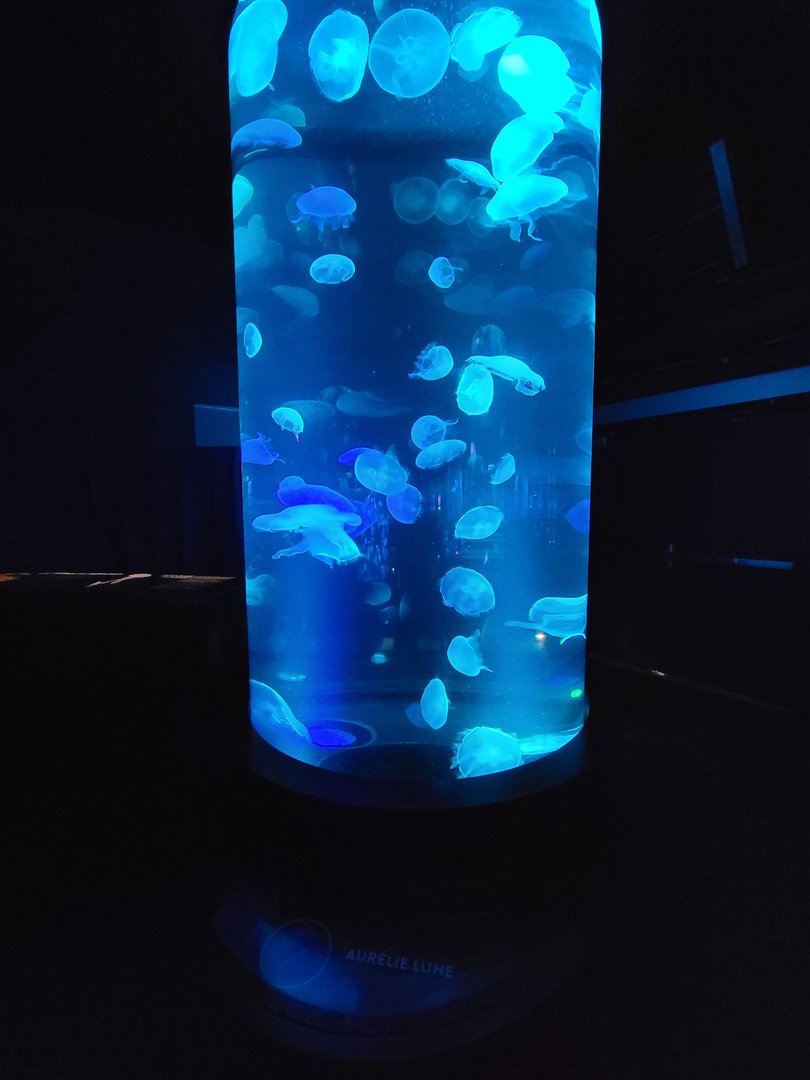 Aquarium du Quebec - Pavillon des profondeurs, Moon Jelly