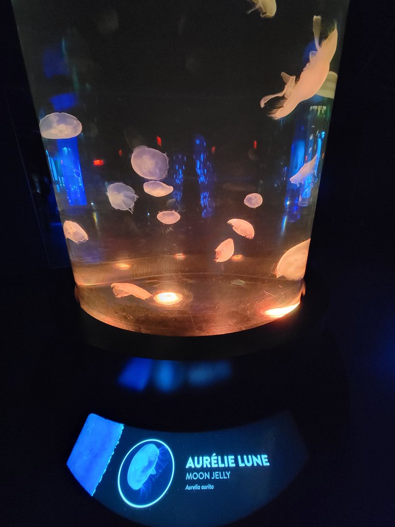 Aquarium du Quebec - Pavillon des profondeurs, Moon Jelly