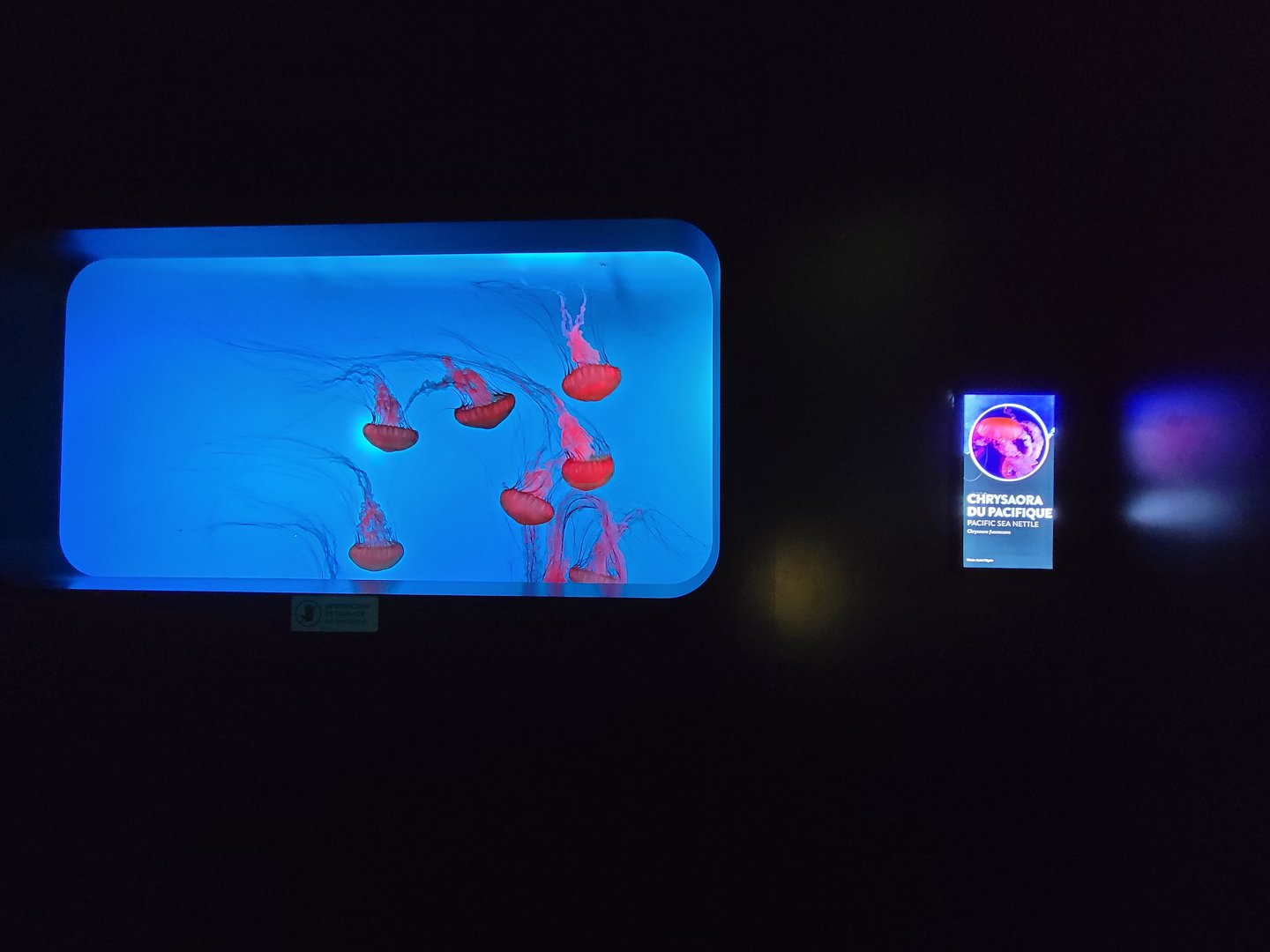 Aquarium du Quebec - Pavillon des profondeurs, Pacific Sea Nettle, Chrysaora fuscescens