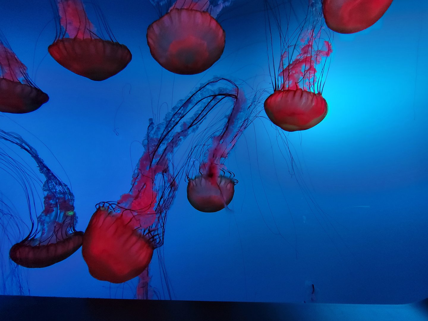 Aquarium du Quebec - Pavillon des profondeurs, Pacific Sea Nettle, Chrysaora fuscescens