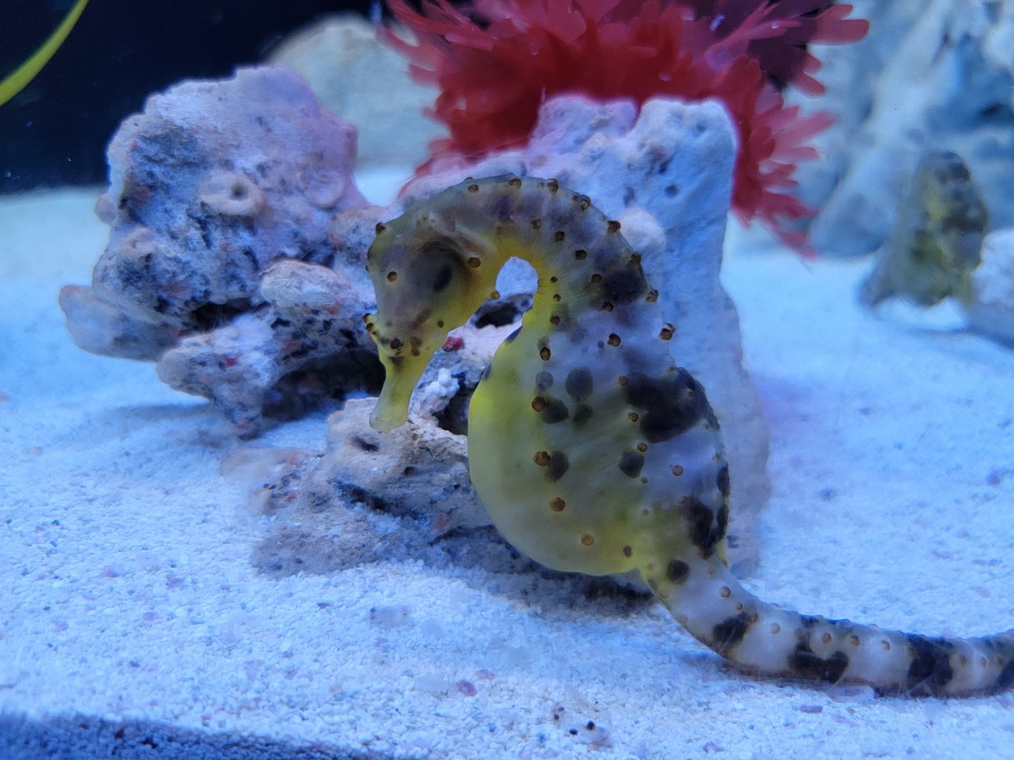 Aquarium du Quebec - Pavillon des profondeurs, Potbelly Seahorse