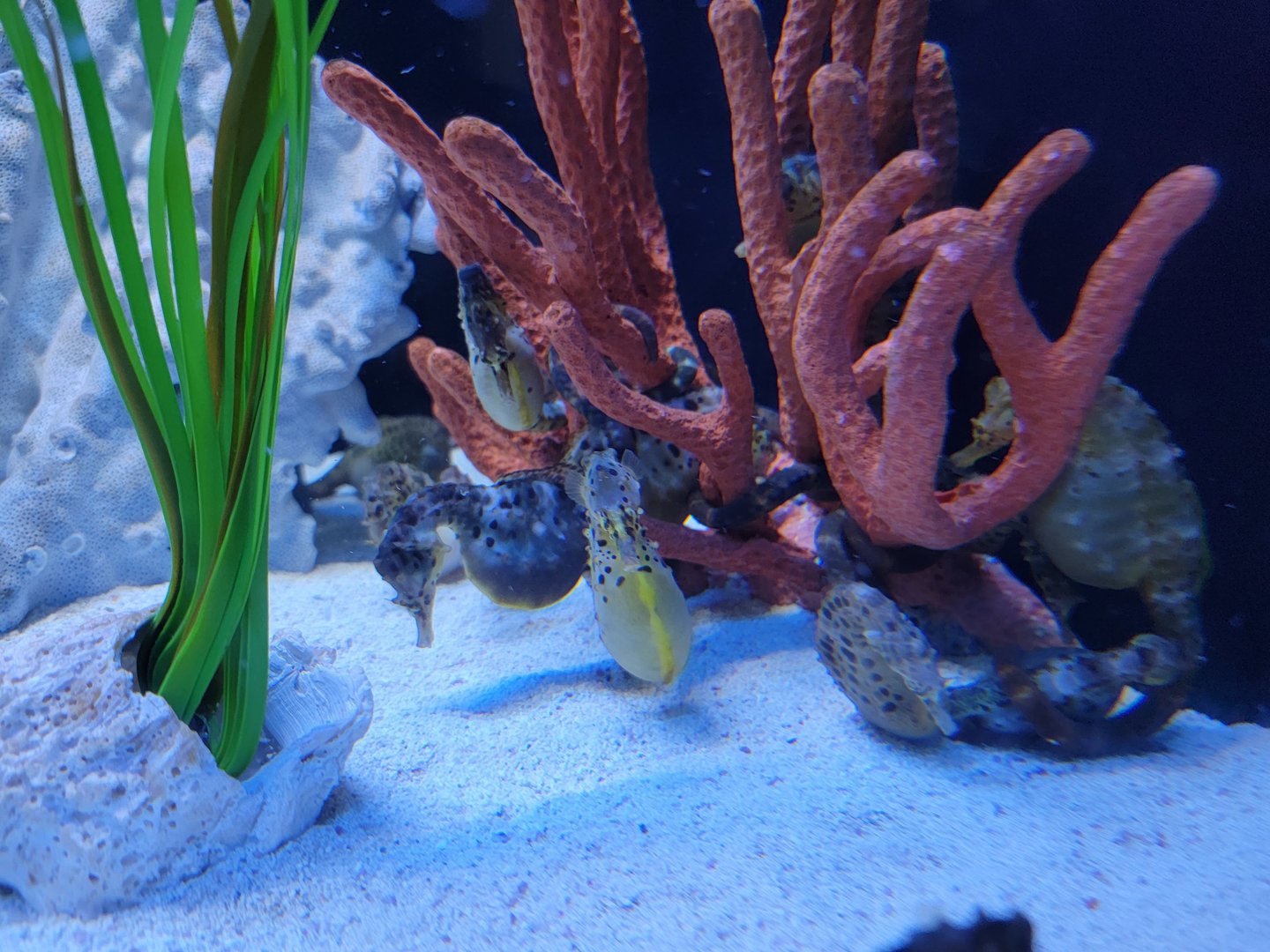 Aquarium du Quebec - Pavillon des profondeurs, Potbelly Seahorses