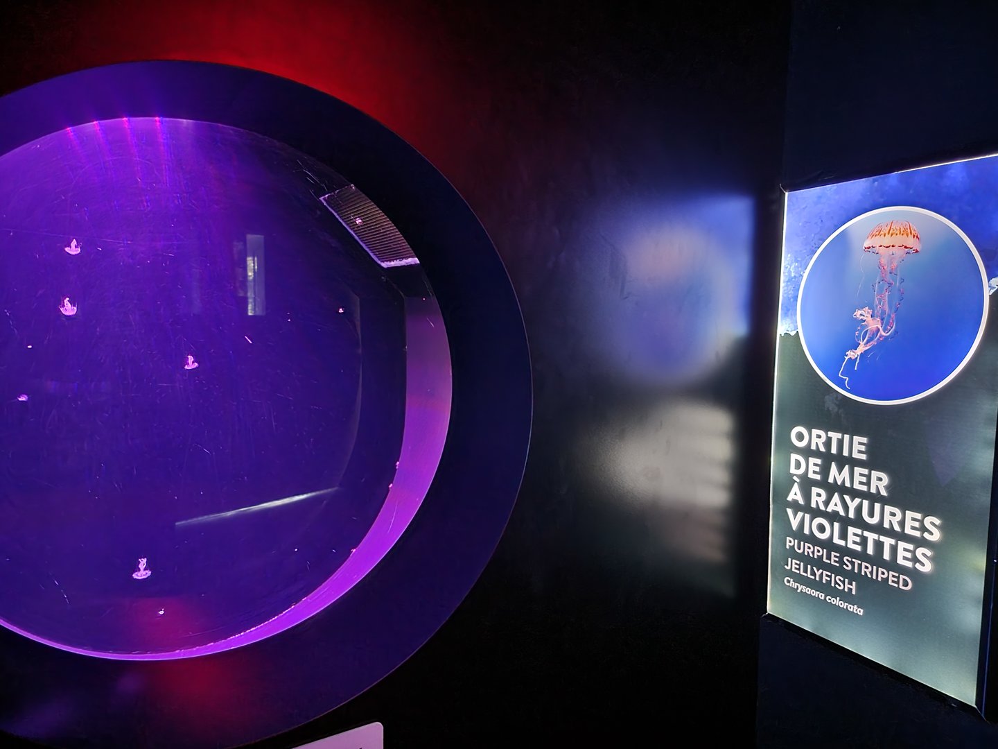 Aquarium du Quebec - Pavillon des profondeurs, Purple Striped Jellyfish, Chrysaora colorata