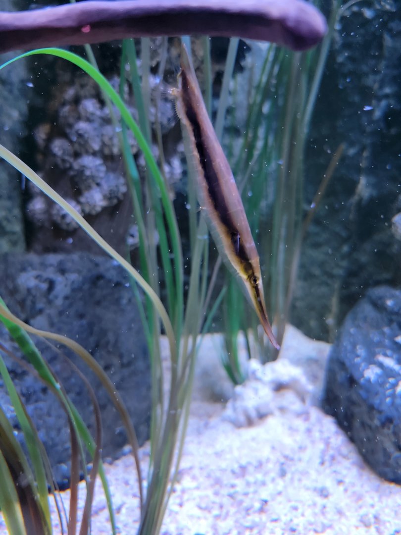 Aquarium du Quebec - Pavillon des profondeurs, Shrimpfish