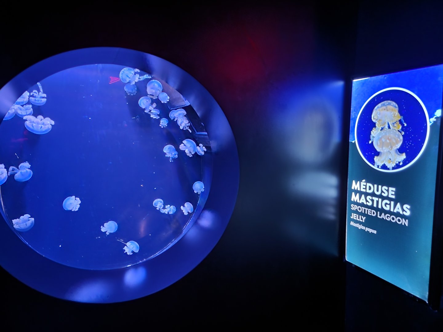 Aquarium du Quebec - Pavillon des profondeurs, Spotted Lagoon Jelly, Mastigias papua