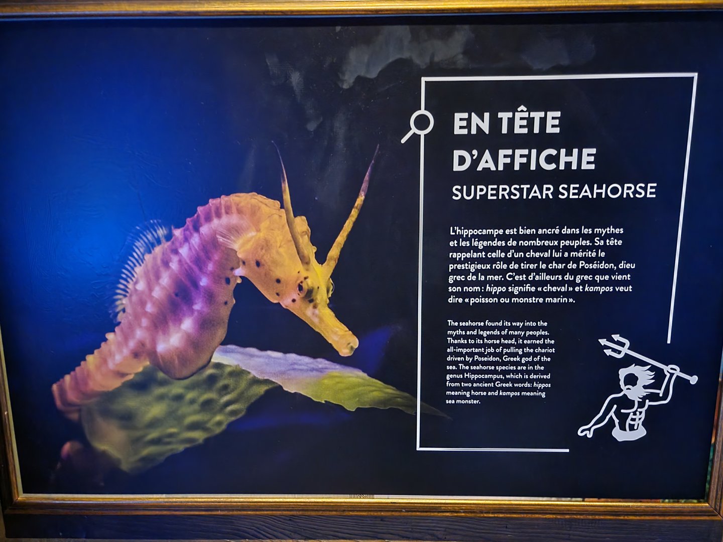 Aquarium du Quebec - Pavillon des profondeurs, Superstar Seahorse