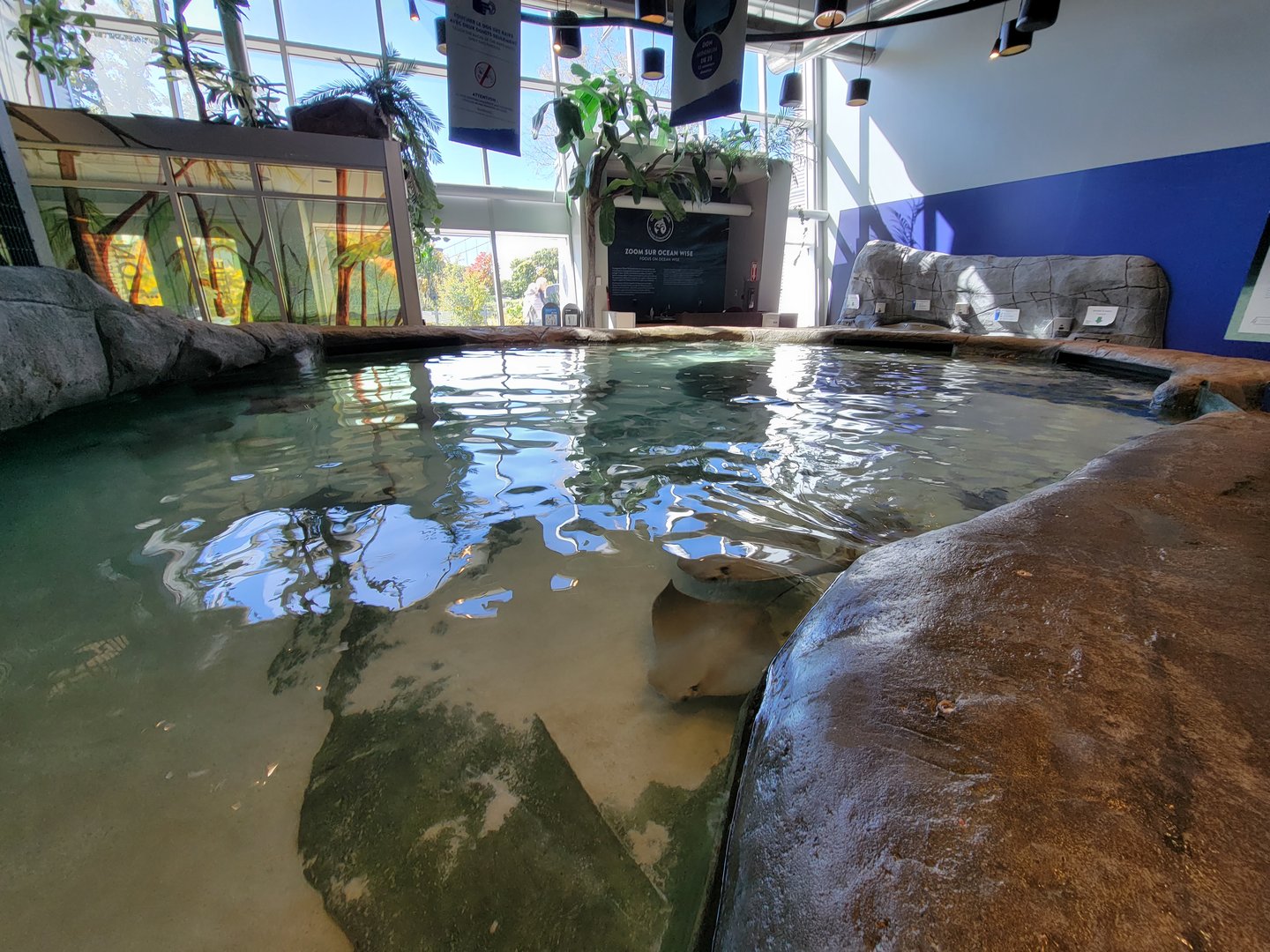 Aquarium du Quebec - Pavillon des profondeurs, touch tank with Cownose Ray, Atlantic Stingray, unsigned White-spotted Bamboo Shark