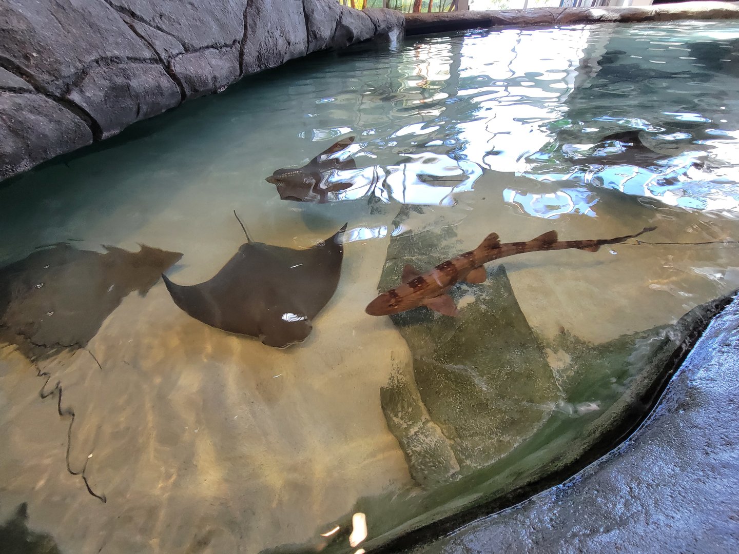 Aquarium du Quebec - Pavillon des profondeurs, Touch Tank