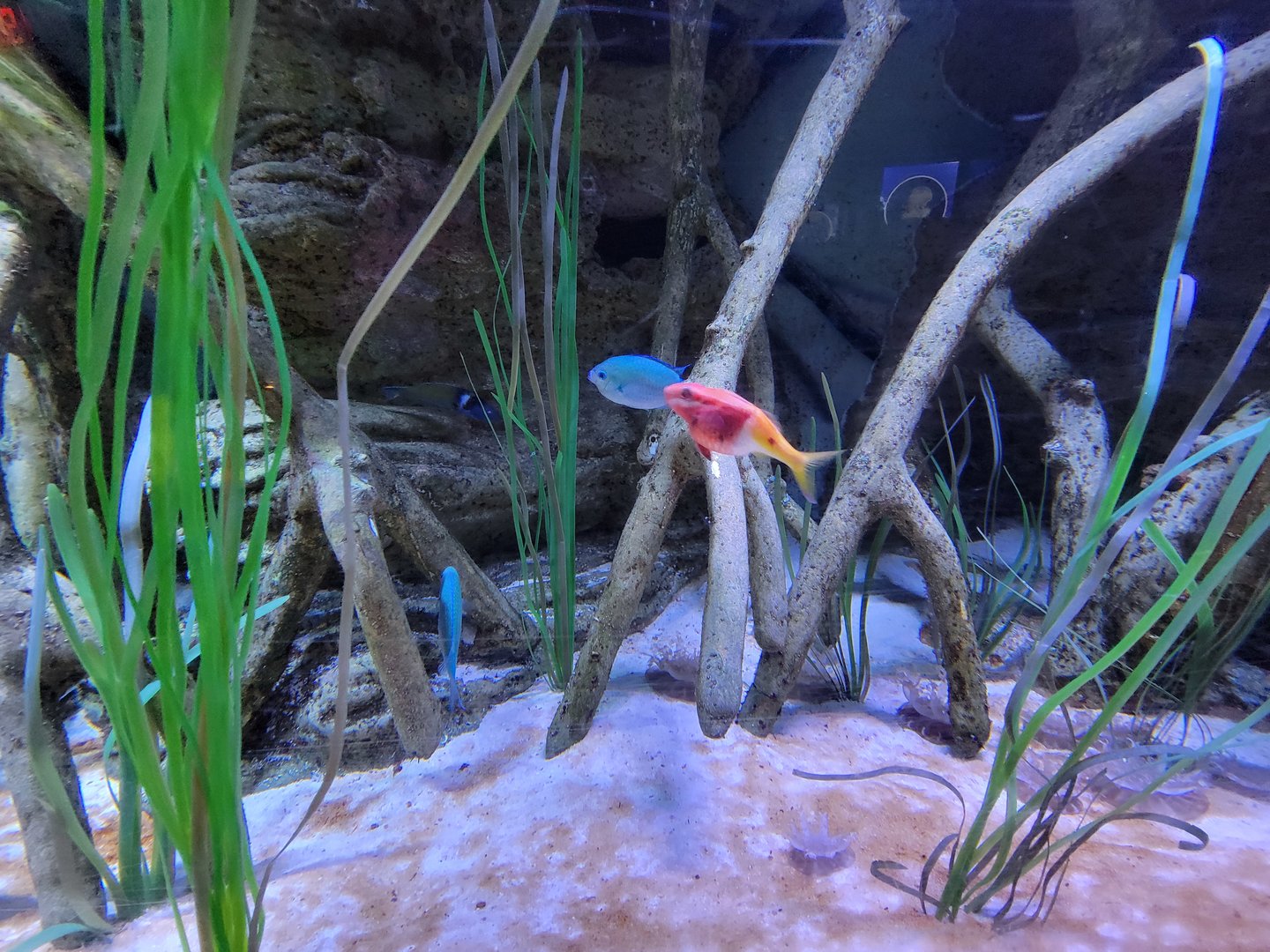 Aquarium du Quebec - Pavillon des profondeurs, Upside Down Jelly tank