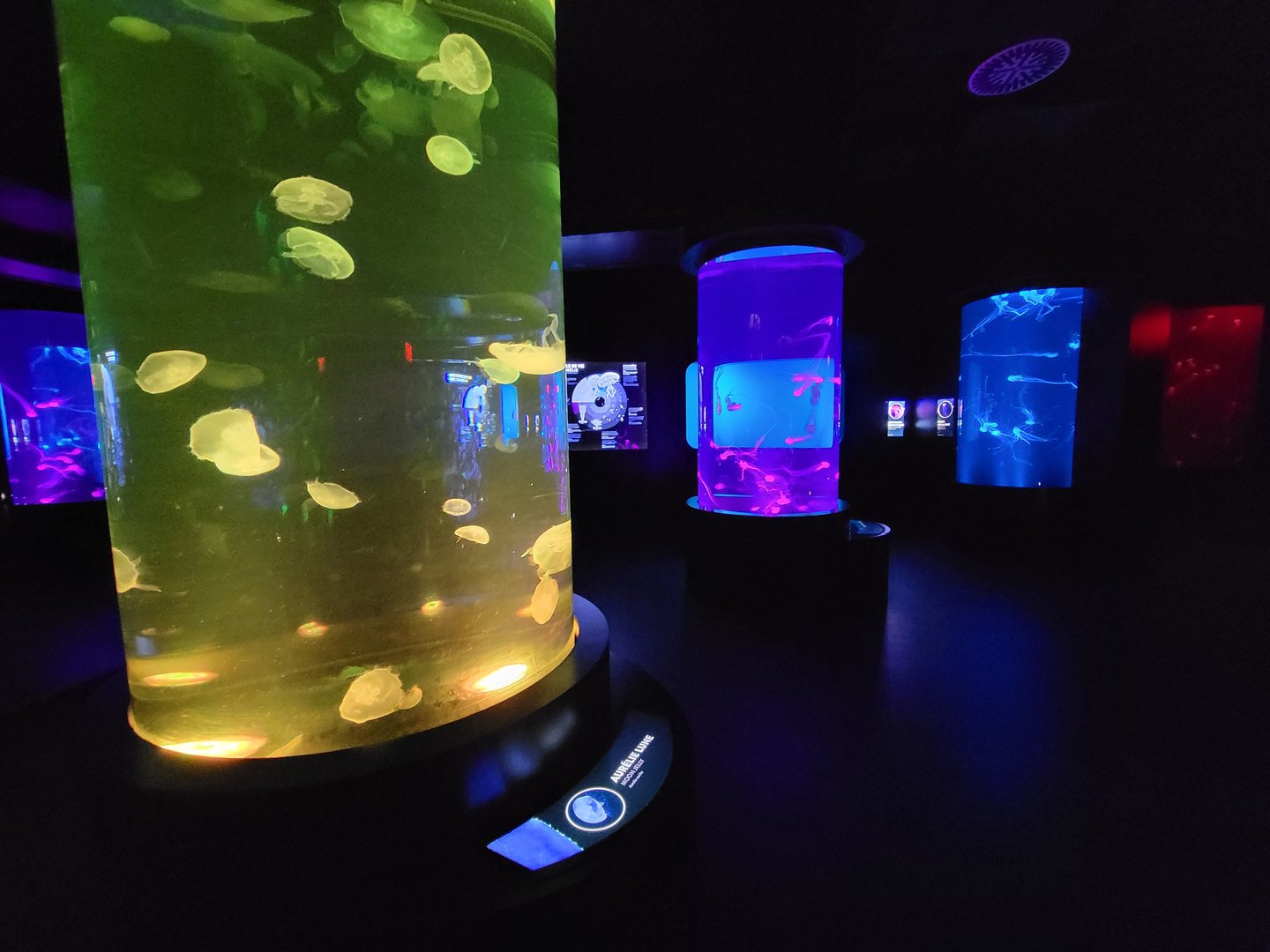 Aquarium du Quebec - Pavillon des profondeurs, various jellyfish