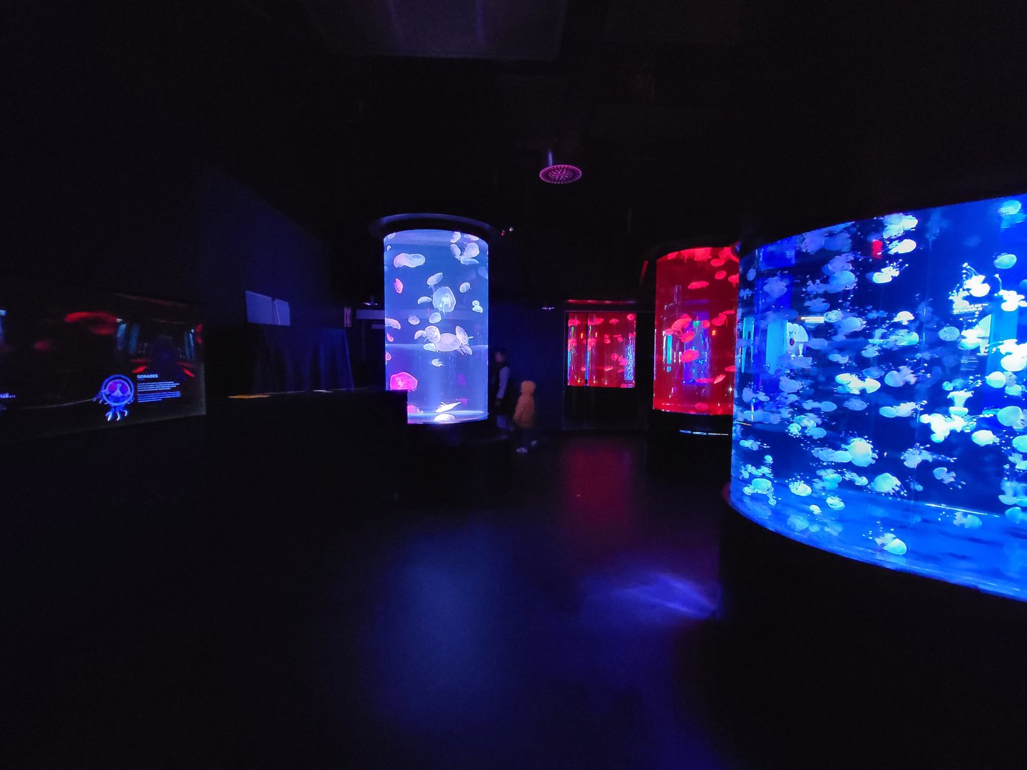 Aquarium du Quebec - Pavillon des profondeurs, various jellyfishes