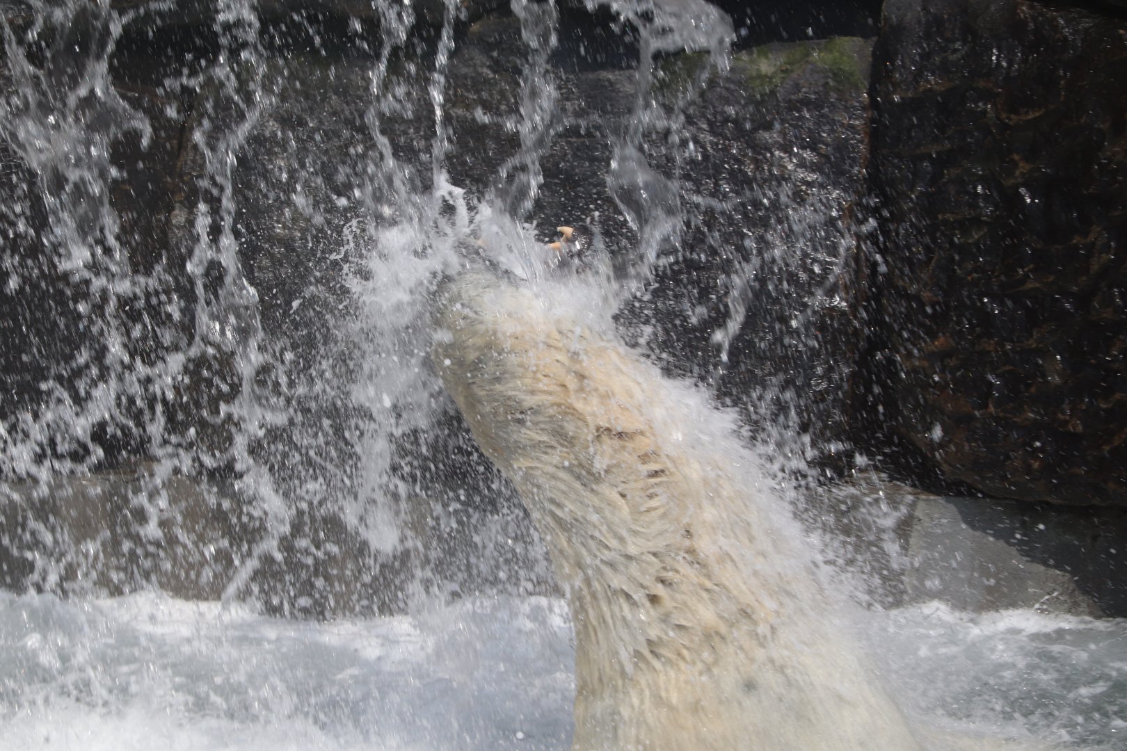 Aquarium du Québec - Polar Bear