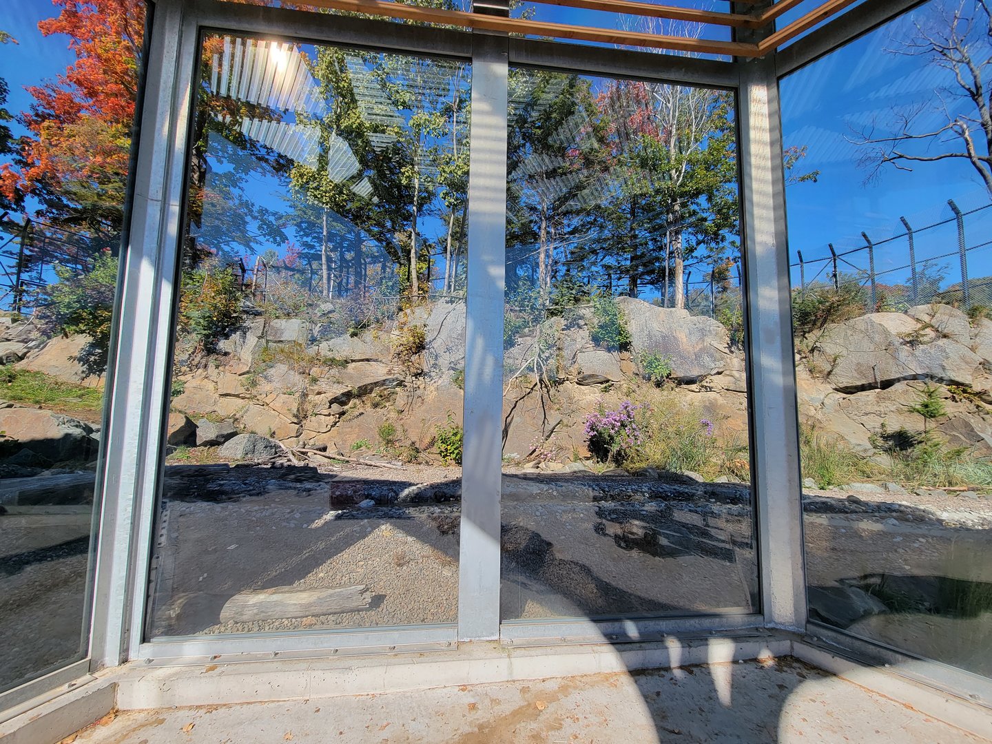 Aquarium du Quebec - Polar Bears, grass yard