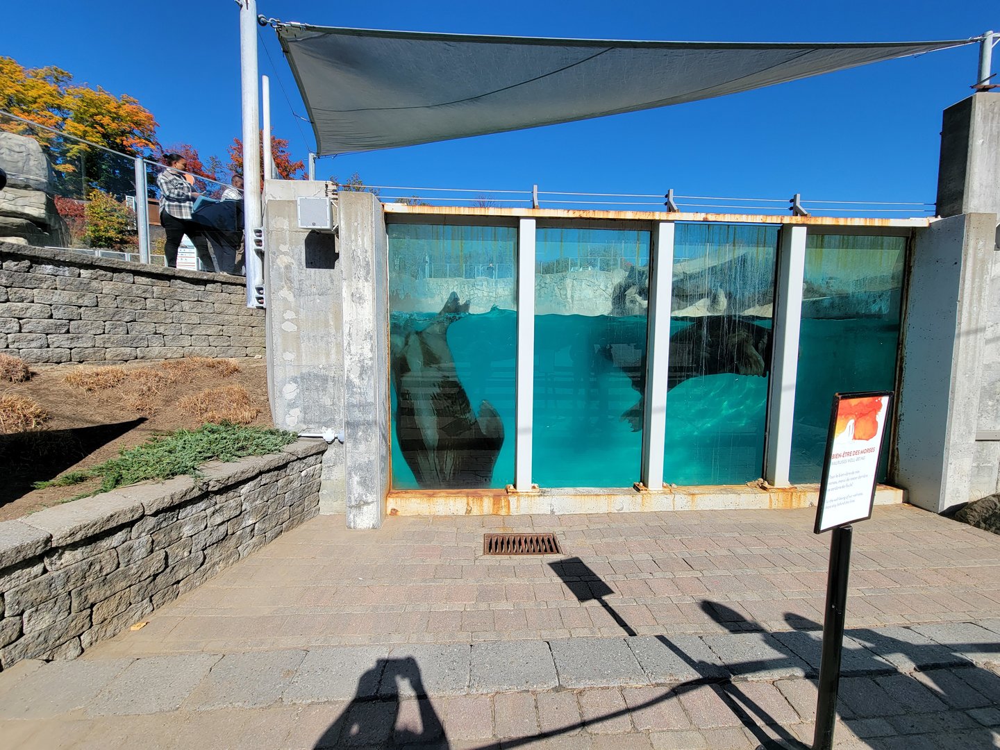Aquarium du Quebec - Walrus belly