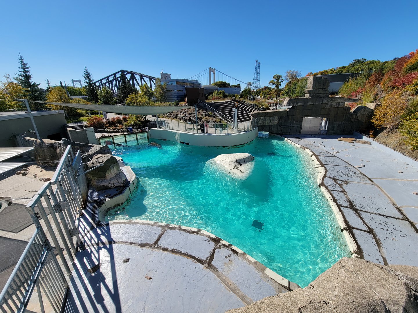 Aquarium du Quebec - Walrus main pool