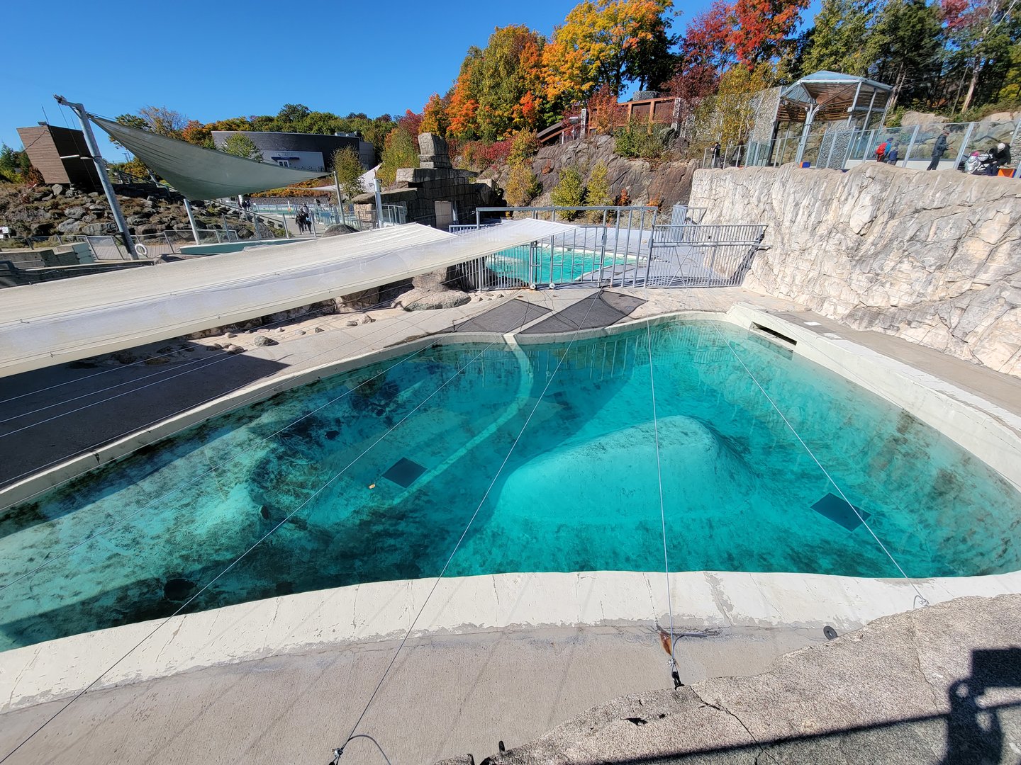 Aquarium du Quebec - Walrus secondary pool