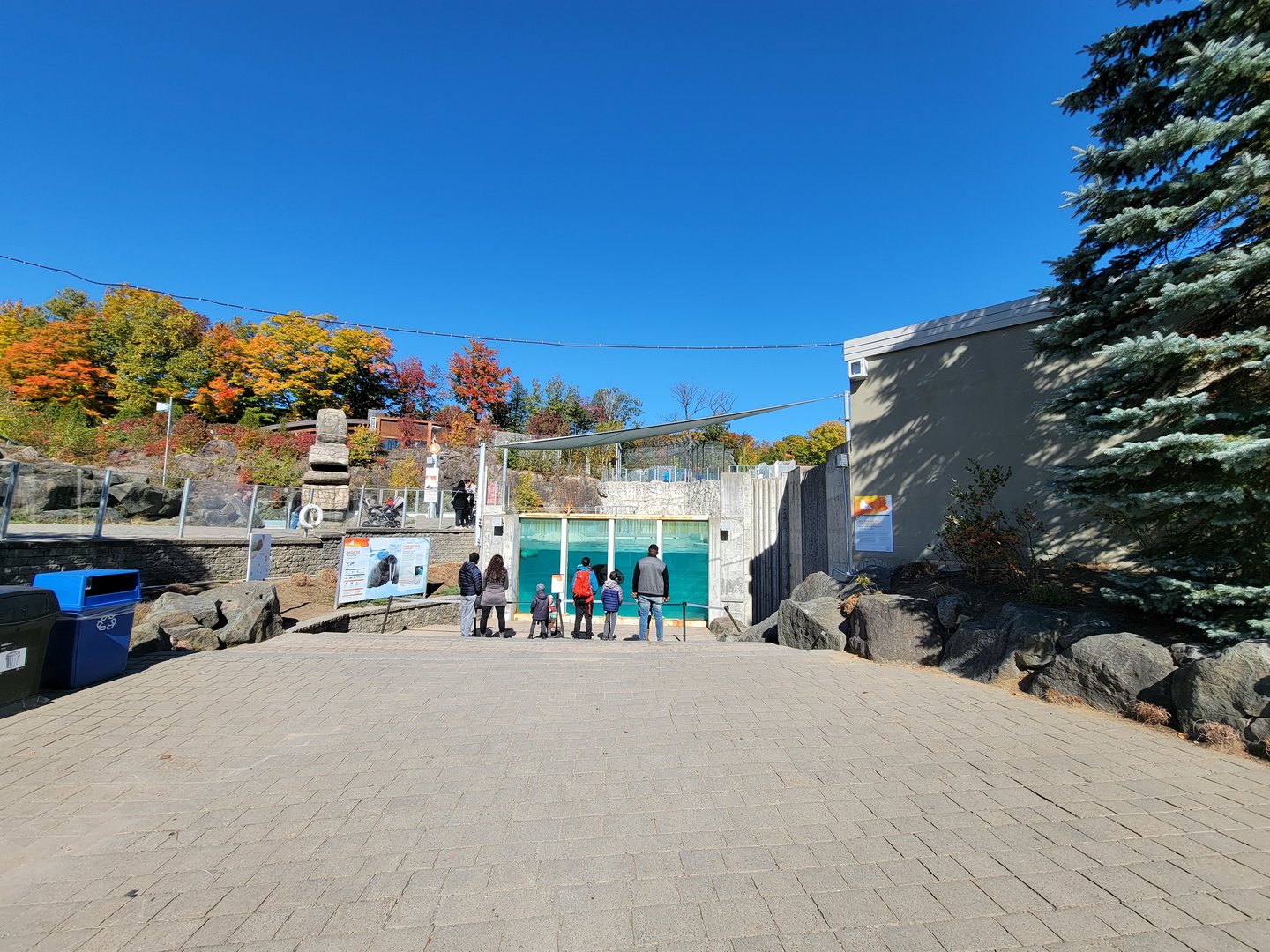Aquarium du Quebec - Walrus underwater viewing
