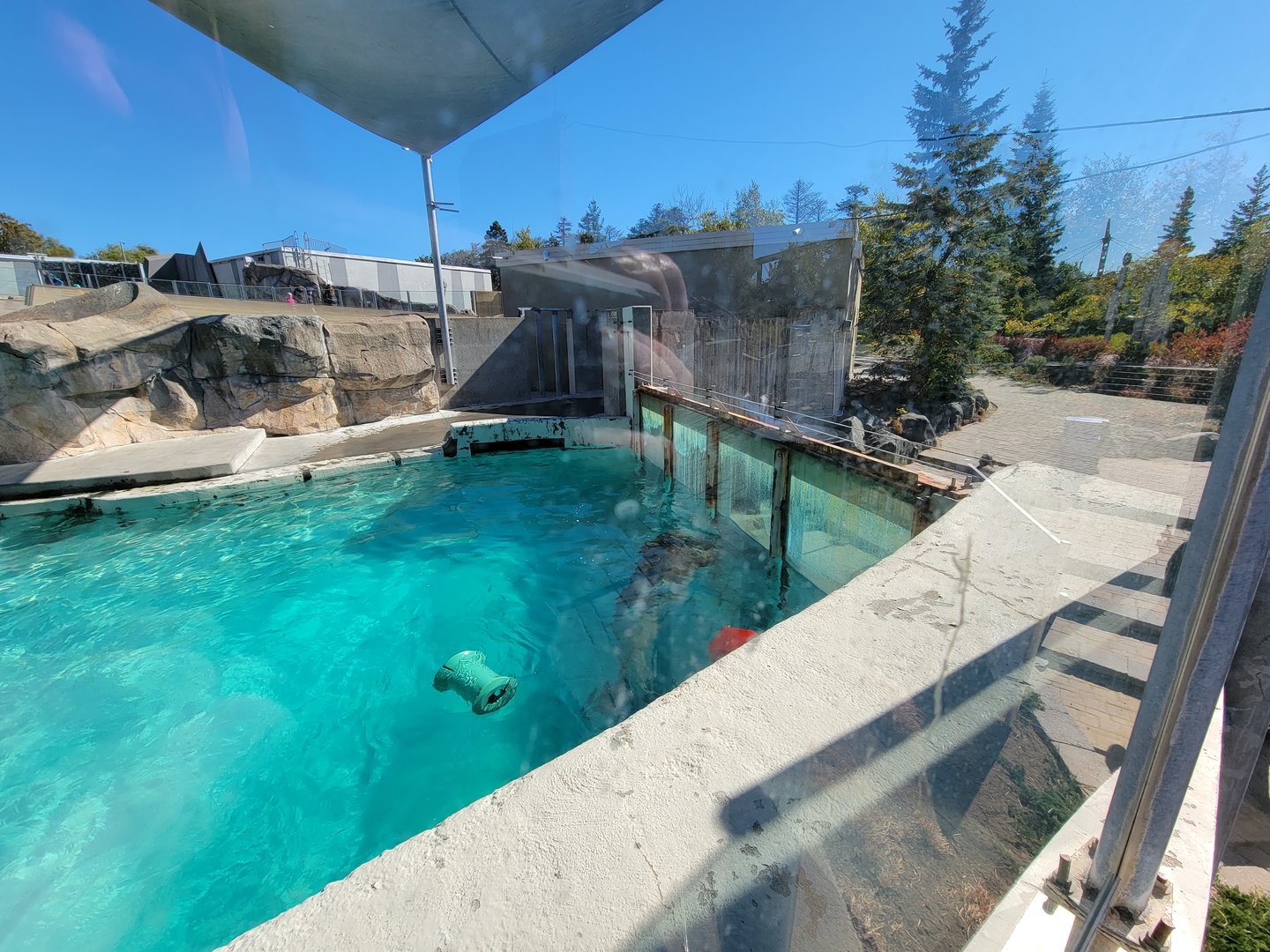 Aquarium du Quebec - Walrus viewing window