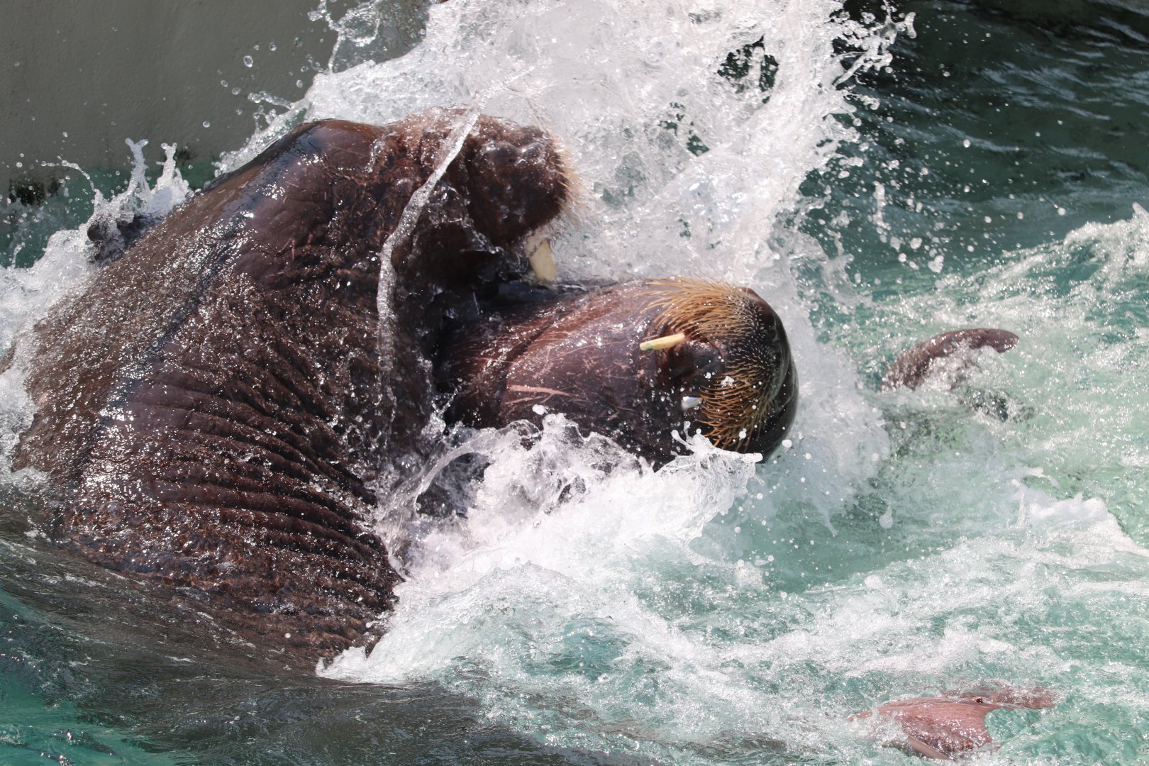 Aquarium du Québec - Walrus