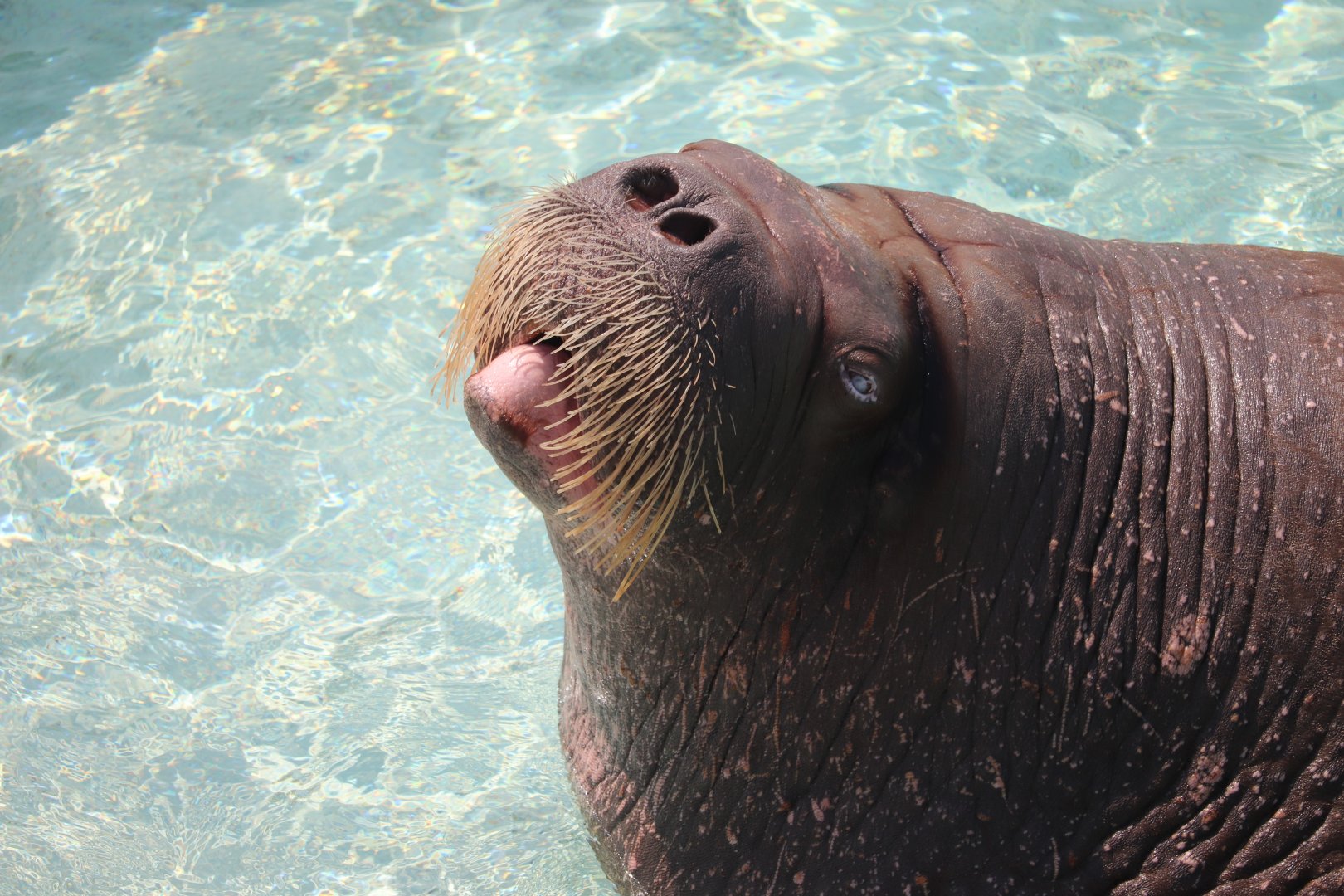 Aquarium du Québec - Walrus