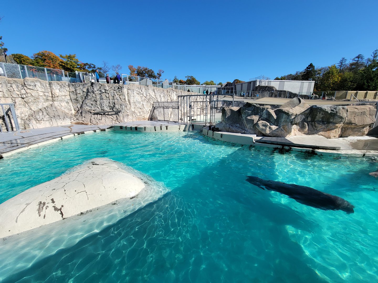 Aquarium du Quebec - Walruses