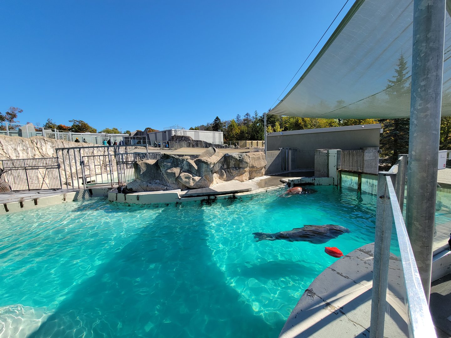 Aquarium du Quebec - Walruses