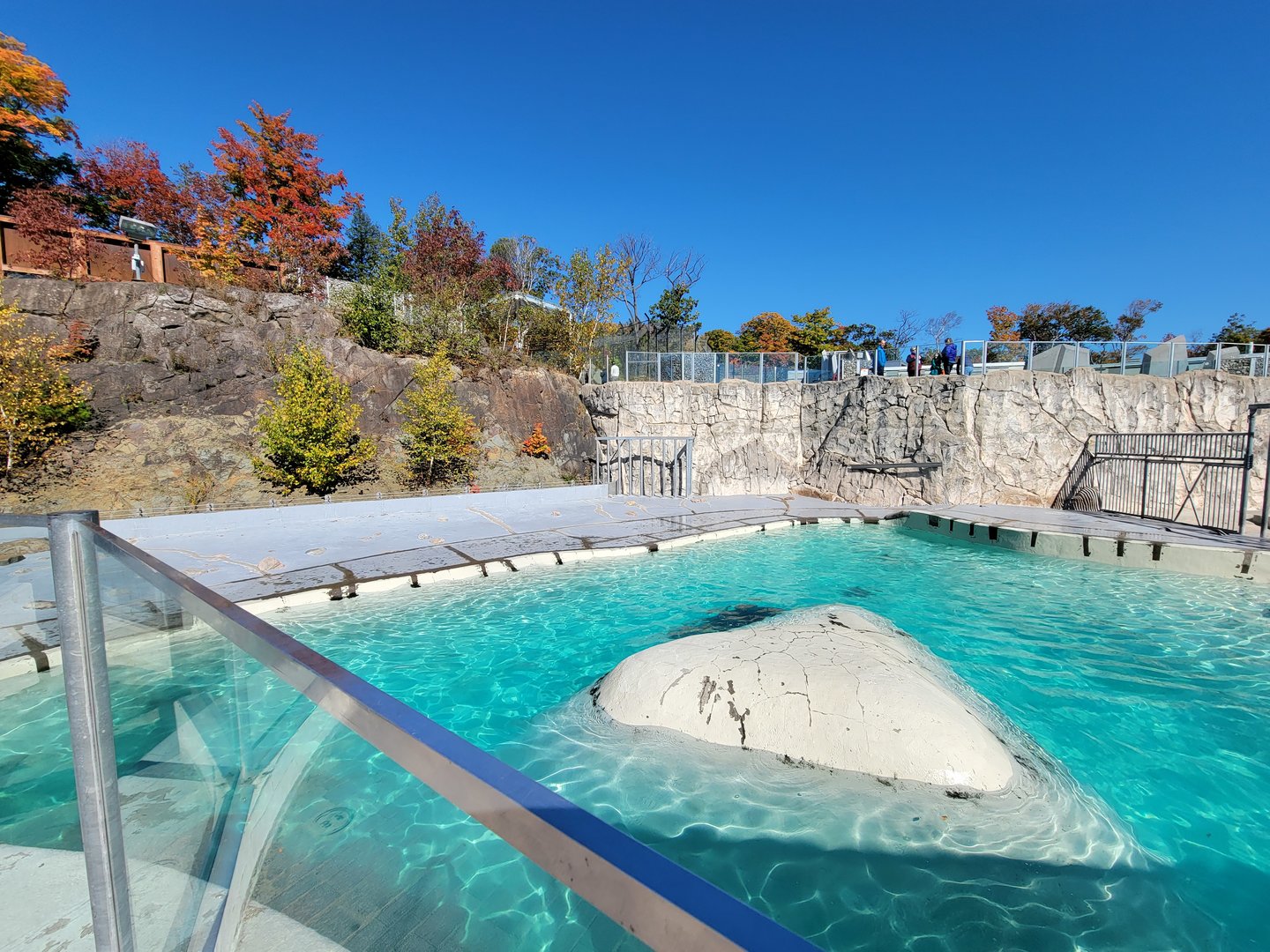 Aquarium du Quebec - Walruses