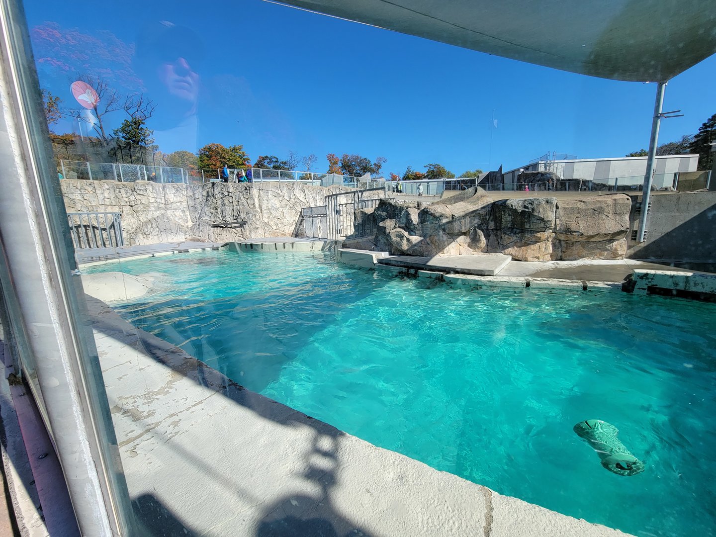 Aquarium du Quebec - Walruses