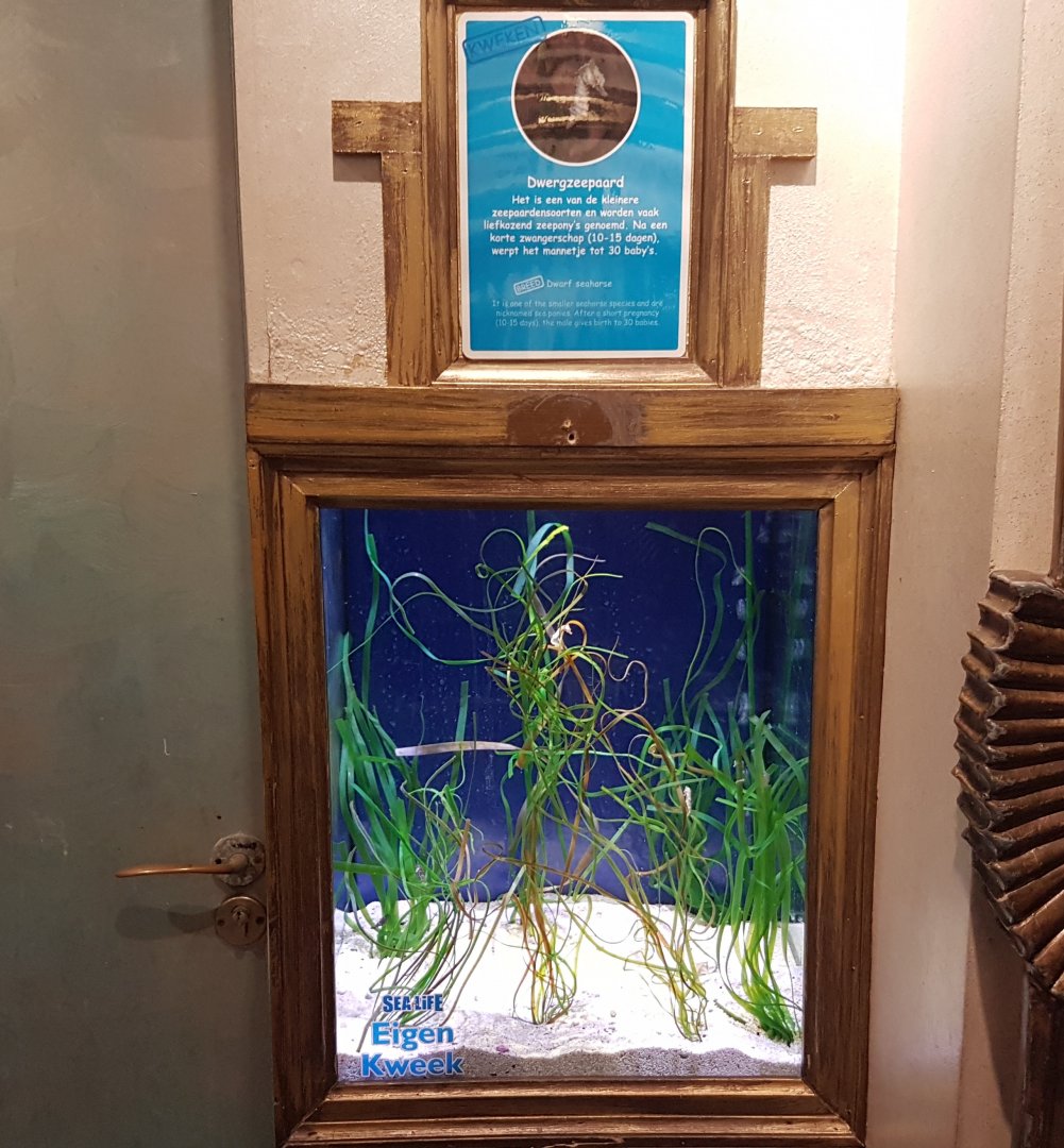 Aquarium Dwarf seahorse