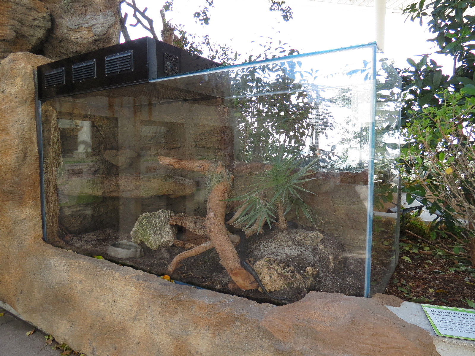 Aquarium - Eastern Indigo Snake Exhibit