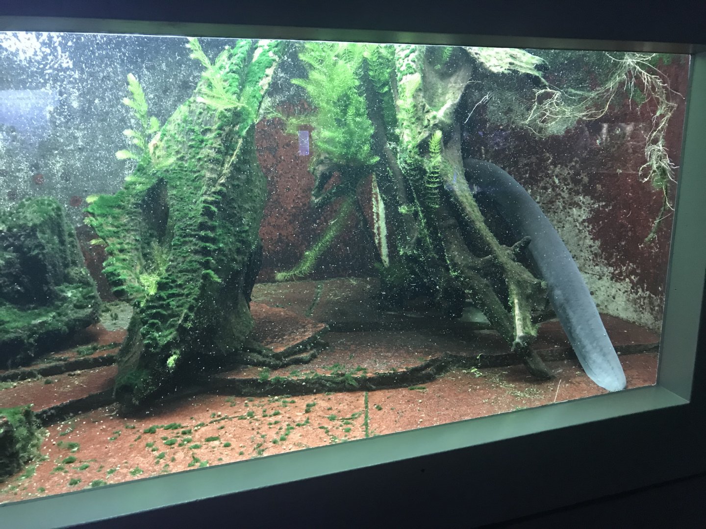 Aquarium - Electric eel 011218