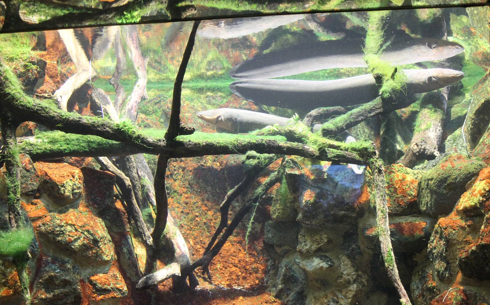 Aquarium Electric eel