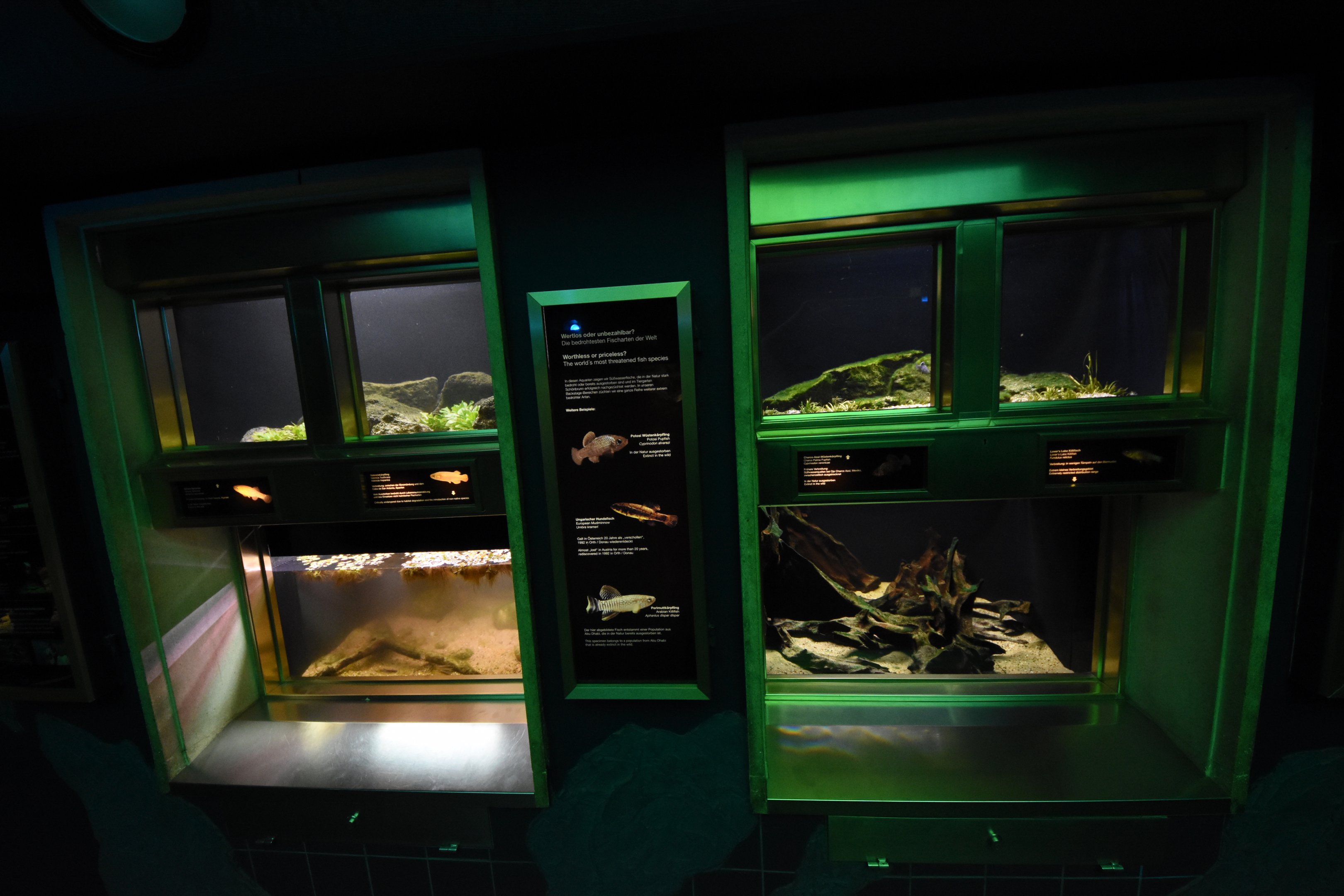 Aquarium - Endangered fish tanks