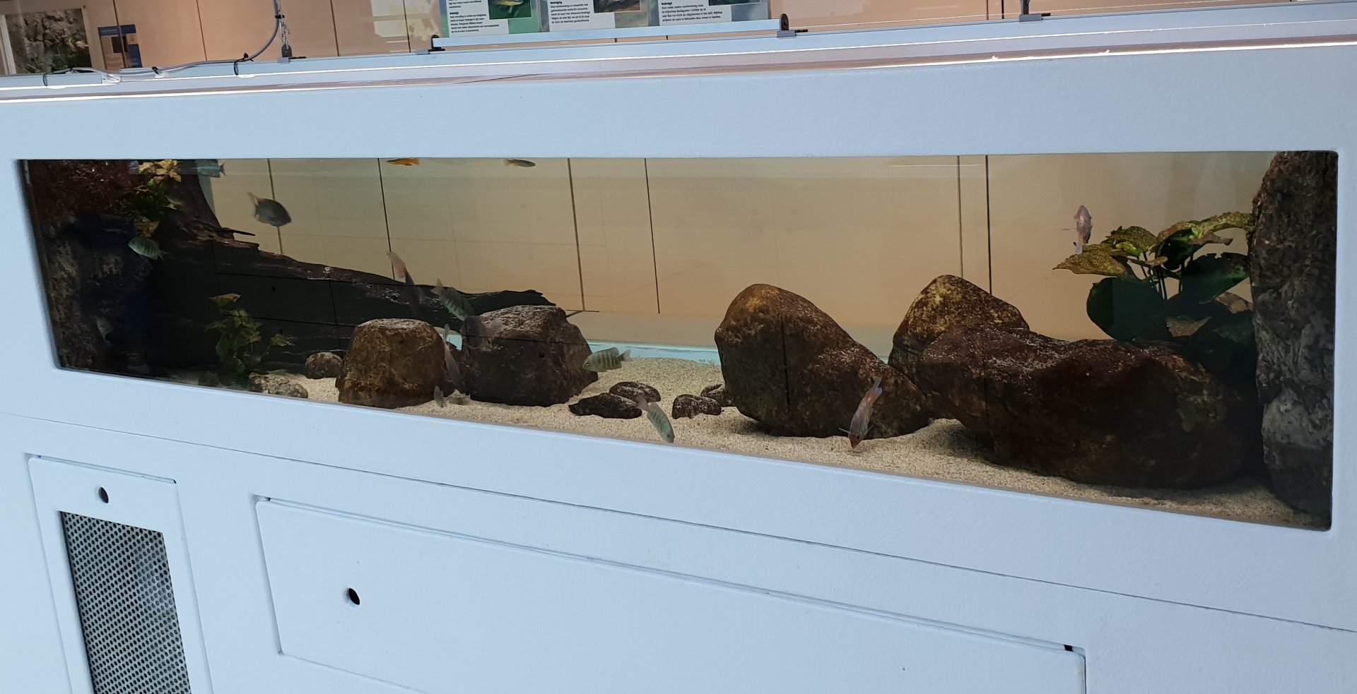 Aquarium Endangered Madagascar freshwater fishes